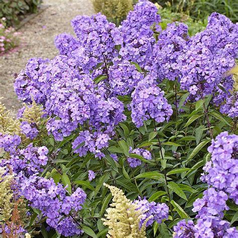 Phlox paniculata 'Blue Paradise' (Jardín Phlox)